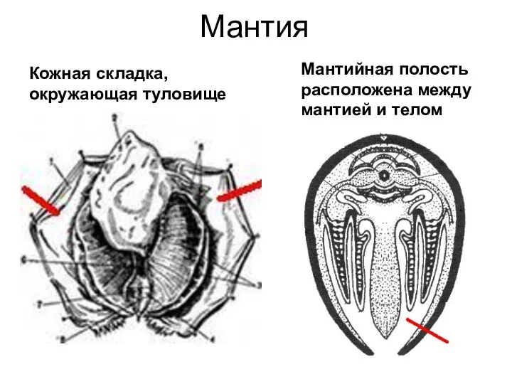 Мантия Кожная складка, окружающая туловище Мантийная полость расположена между мантией и телом