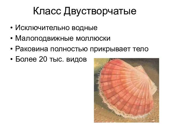 Класс Двустворчатые Исключительно водные Малоподвижные моллюски Раковина полностью прикрывает тело Более 20 тыс. видов