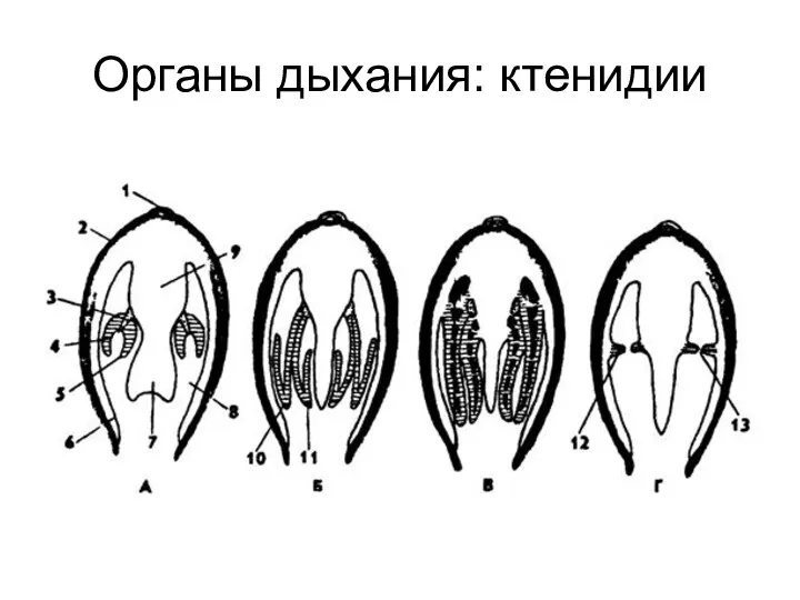 Органы дыхания: ктенидии