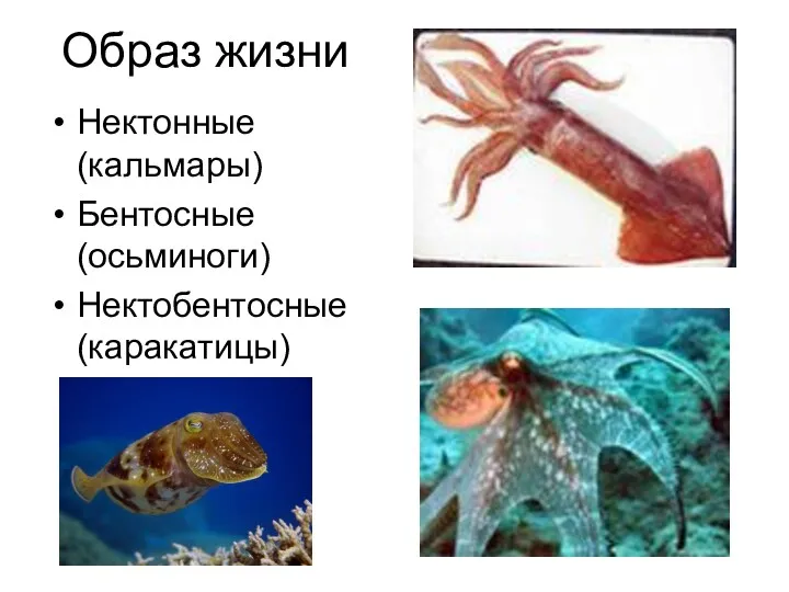 Образ жизни Нектонные (кальмары) Бентосные (осьминоги) Нектобентосные (каракатицы)