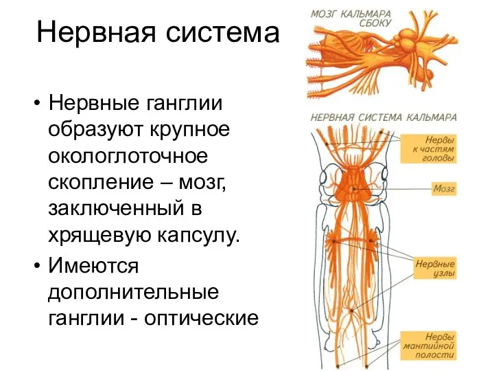 Нервная система Нервные ганглии образуют крупное окологлоточное скопление – мозг,