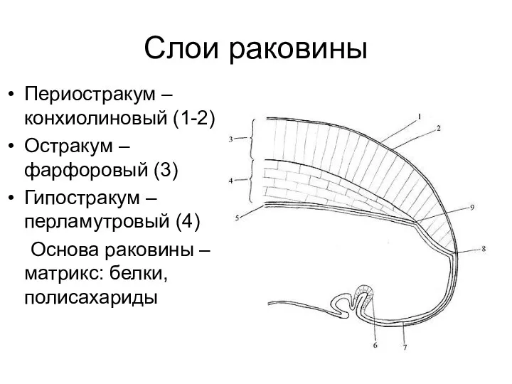 Слои раковины Периостракум – конхиолиновый (1-2) Остракум – фарфоровый (3)