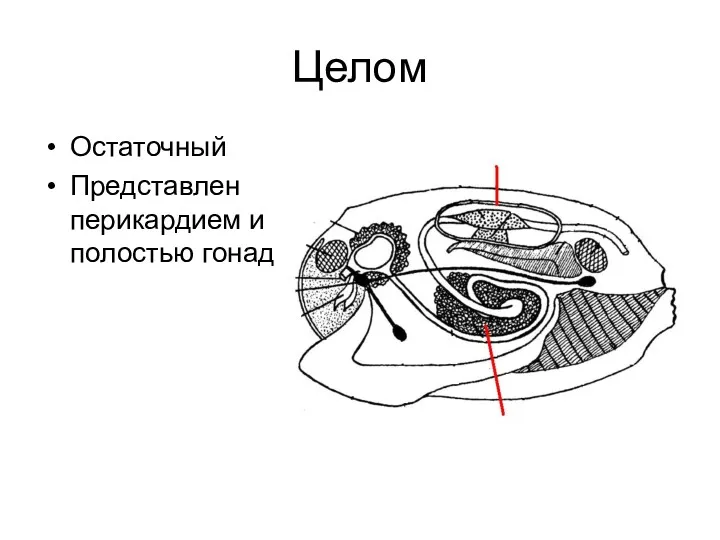 Целом Остаточный Представлен перикардием и полостью гонад