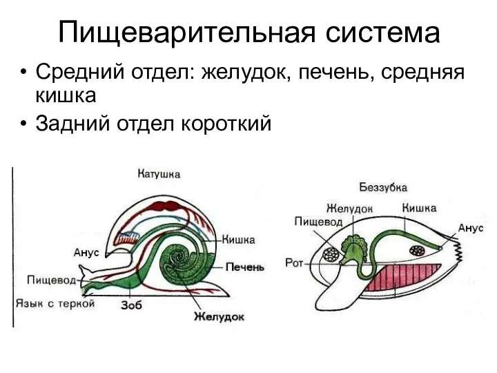 Пищеварительная система Средний отдел: желудок, печень, средняя кишка Задний отдел короткий