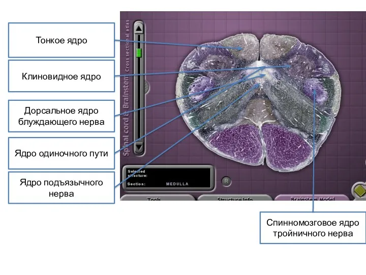 Тонкое ядро Клиновидное ядро Дорсальное ядро блуждающего нерва Ядро одиночного