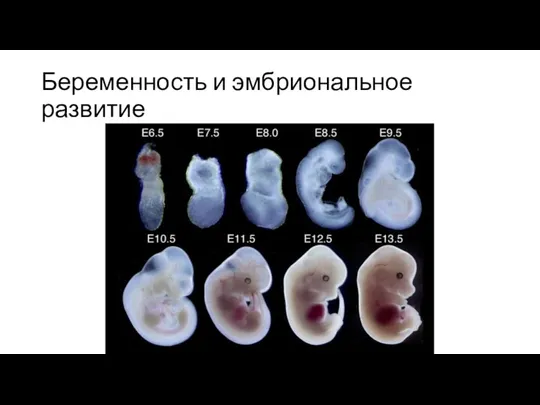 Беременность и эмбриональное развитие