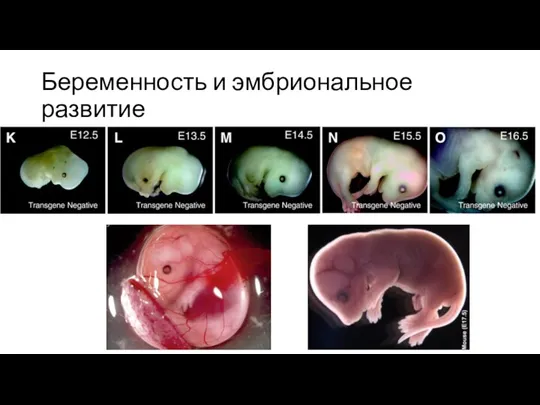 Беременность и эмбриональное развитие