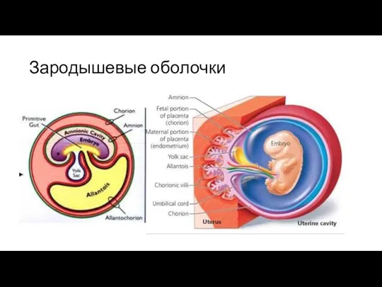 Зародышевые оболочки