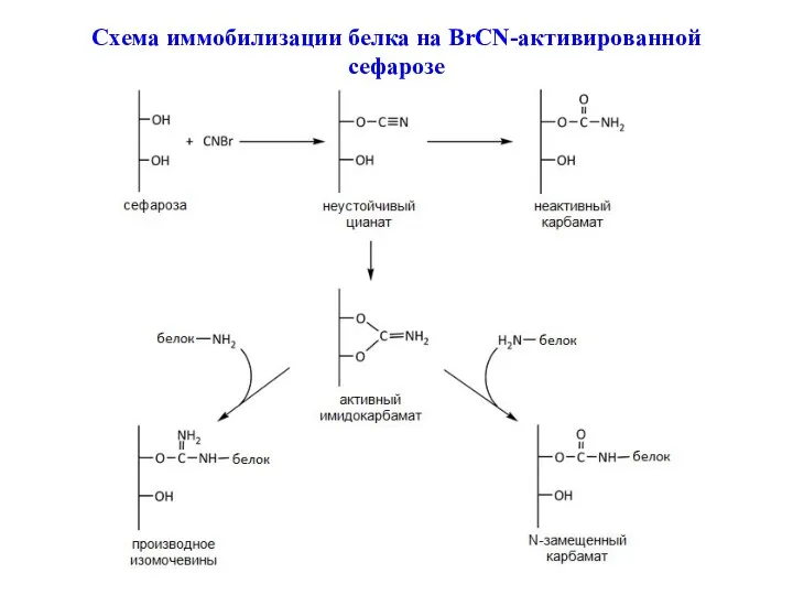 Схема иммобилизации белка на BrCN-активированной сефарозе