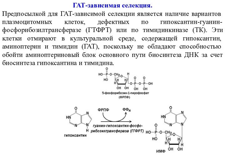 ГАТ-зависимая селекция. Предпосылкой для ГАТ-зависимой селекции является наличие вариантов плазмоцитомных