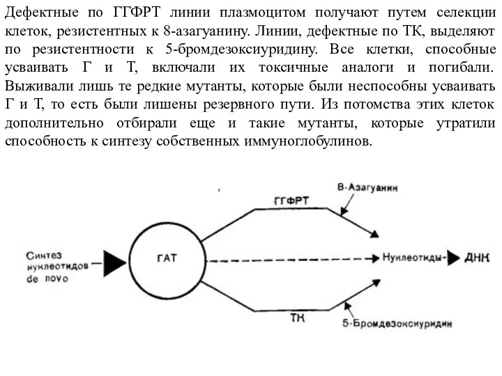 Дефектные по ГГФРТ линии плазмоцитом получают путем селекции клеток, резистентных