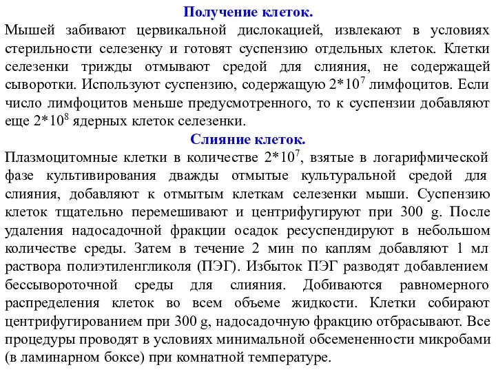 Получение клеток. Мышей забивают цервикальной дислокацией, извлекают в условиях стерильности