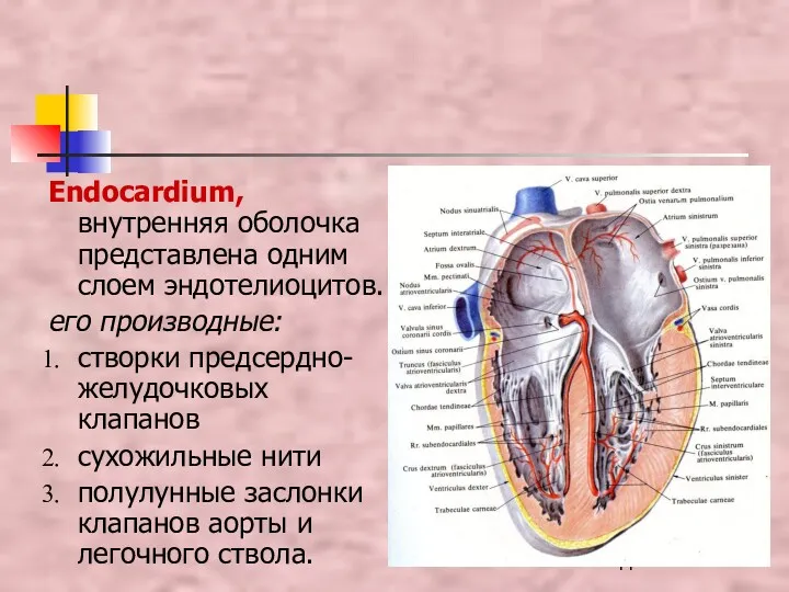 Endocardium, внутренняя оболочка представлена одним слоем эндотелиоцитов. его производные: створки