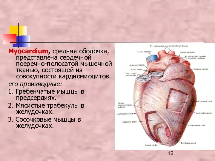 Myocardium, средняя оболочка, представлена сердечной поеречно-полосатой мышечной тканью, состоящей из
