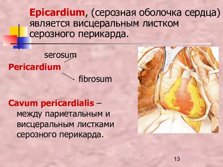 serosum Pericardium fibrosum Cavum pericardialis – между париетальным и висцеральным