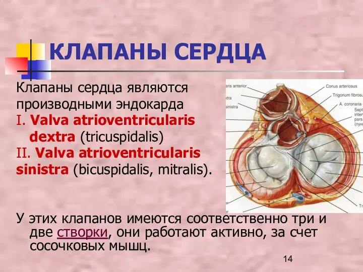 КЛАПАНЫ СЕРДЦА Клапаны сердца являются производными эндокарда I. Valva atrioventricularis