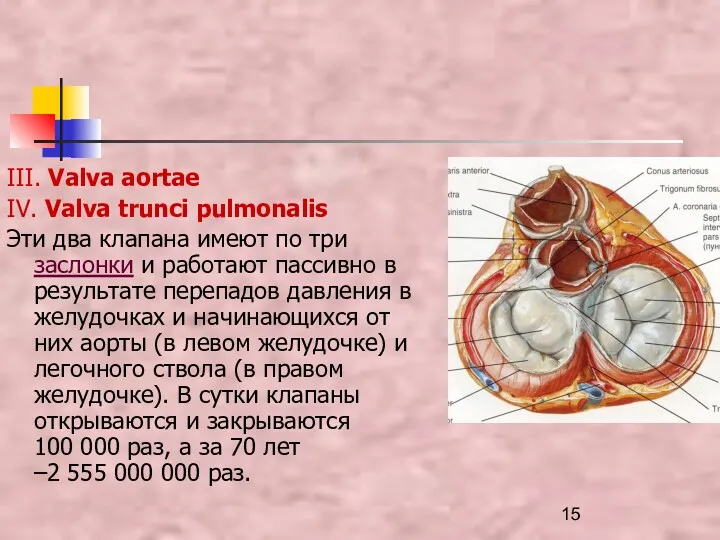 III. Valva aortae IV. Valva trunci pulmonalis Эти два клапана