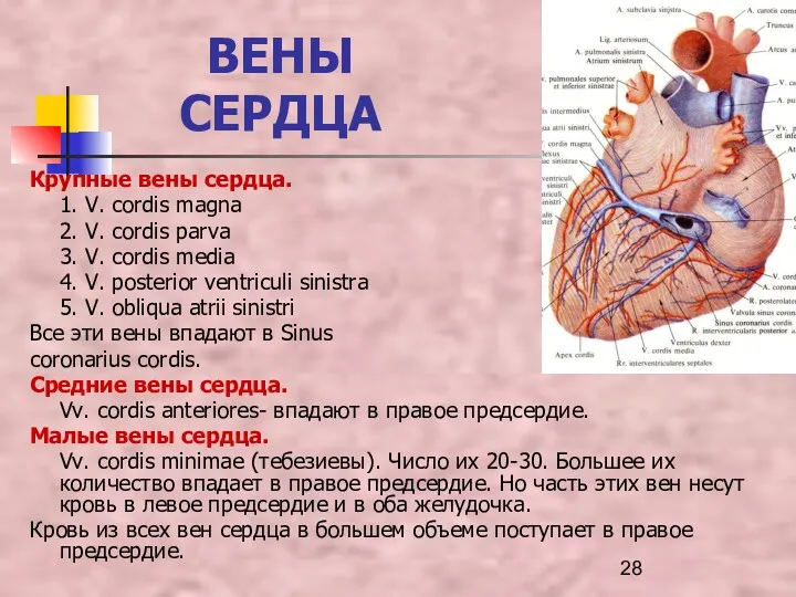 ВЕНЫ СЕРДЦА Крупные вены сердца. 1. V. cordis magna 2.