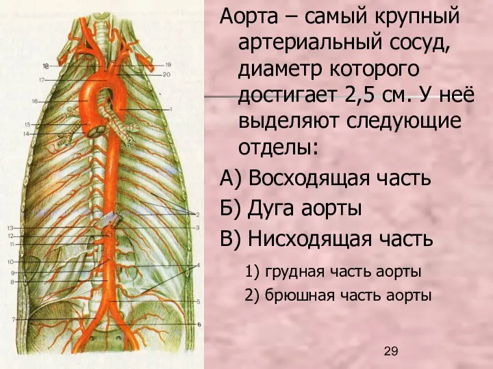 Аорта – самый крупный артериальный сосуд, диаметр которого достигает 2,5