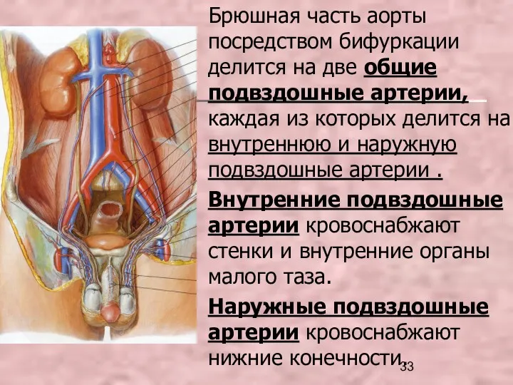 Брюшная часть аорты посредством бифуркации делится на две общие подвздошные