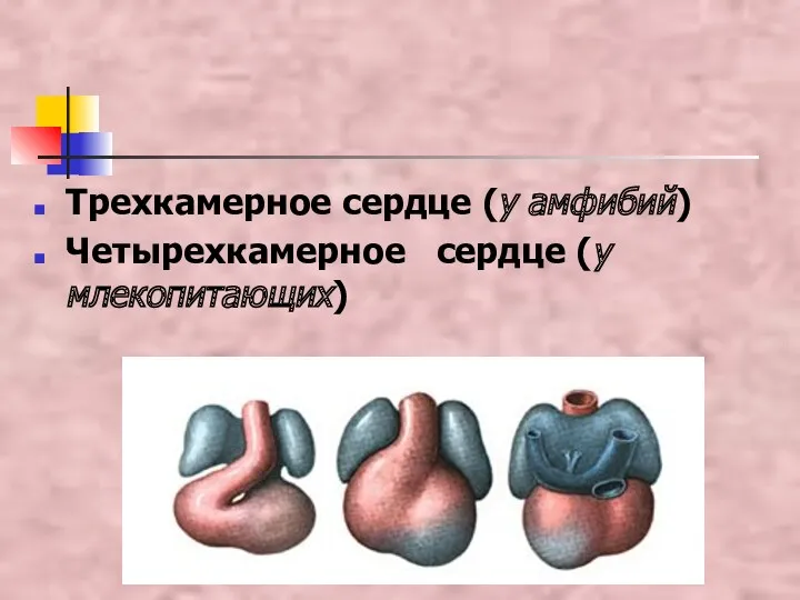 Трехкамерное сердце (у амфибий) Четырехкамерное сердце (у млекопитающих)