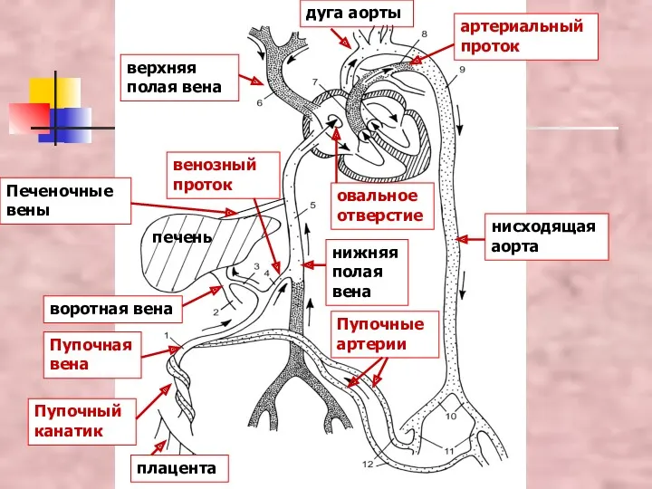 печень Пупочный канатик плацента нижняя полая вена нисходящая аорта верхняя