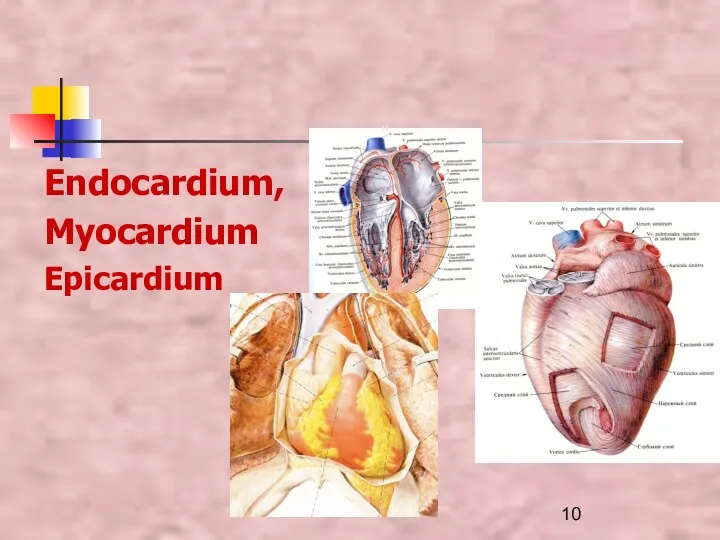Endocardium, Myocardium Epicardium