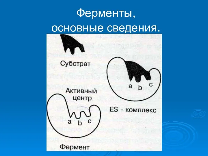 Ферменты, основные сведения.