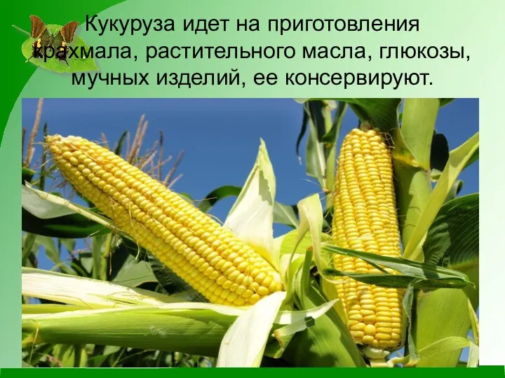 Кукуруза идет на приготовления крахмала, растительного масла, глюкозы, мучных изделий, ее консервируют.