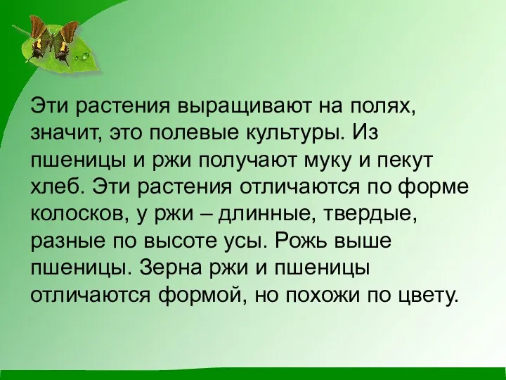 Эти растения выращивают на полях, значит, это полевые культуры. Из