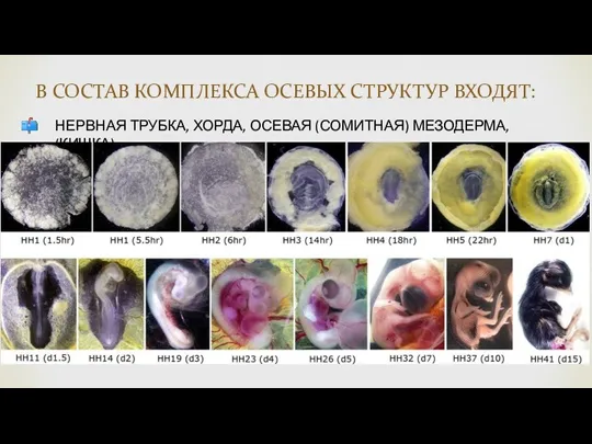 НЕРВНАЯ ТРУБКА, ХОРДА, ОСЕВАЯ (СОМИТНАЯ) МЕЗОДЕРМА, (КИШКА) В СОСТАВ КОМПЛЕКСА ОСЕВЫХ СТРУКТУР ВХОДЯТ: