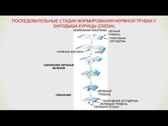 ПОСЛЕДОВАТЕЛЬНЫЕ СТАДИИ ФОРМИРОВАНИЯ НЕРВНОЙ ТРУБКИ У ЗАРОДЫША КУРИЦЫ (СХЕМА) НЕРВНЫЙ ГРЕБЕНЬ НЕРВНАЯ ТРУБКА