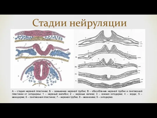 Стадии нейруляции А – стадия нервной пластинки; Б – замыкание нервной трубки; В