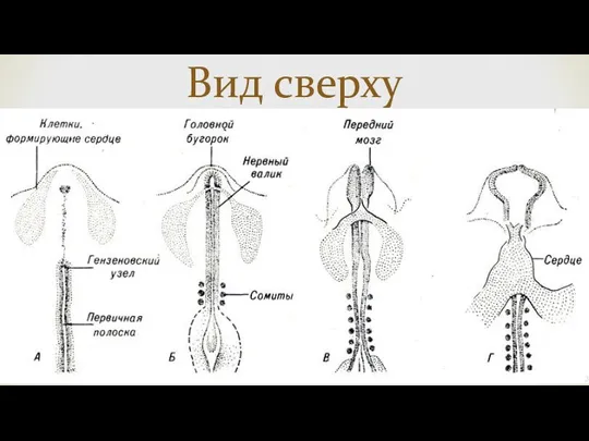 Вид сверху