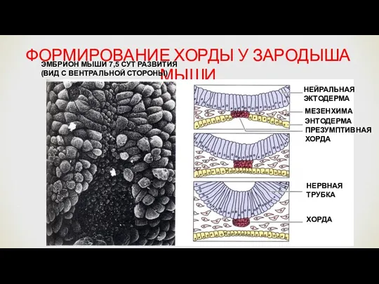 ФОРМИРОВАНИЕ ХОРДЫ У ЗАРОДЫША МЫШИ