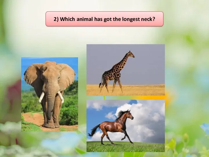 2) Which animal has got the longest neck?