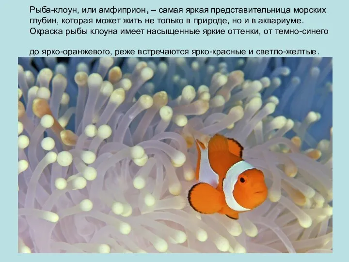 Рыба-клоун, или амфиприон, – самая яркая представительница морских глубин, которая