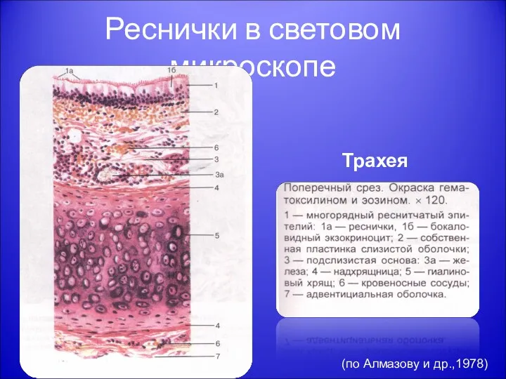 Реснички в световом микроскопе Трахея (по Алмазову и др.,1978)