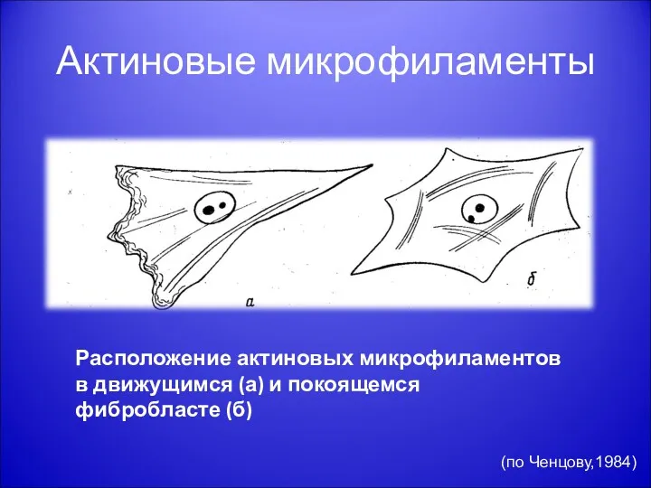 Актиновые микрофиламенты Расположение актиновых микрофиламентов в движущимся (а) и покоящемся фибробласте (б) (по Ченцову,1984)