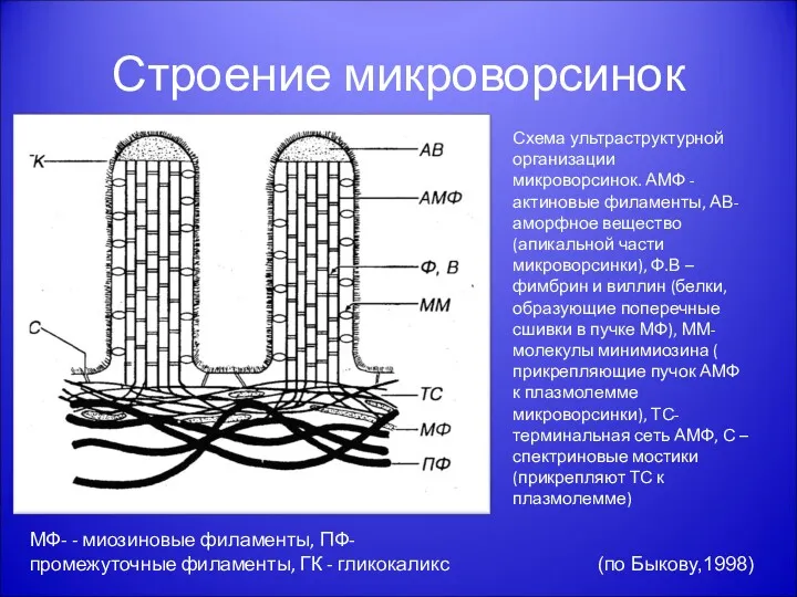 Строение микроворсинок Схема ультраструктурной организации микроворсинок. АМФ - актиновые филаменты, АВ- аморфное вещество