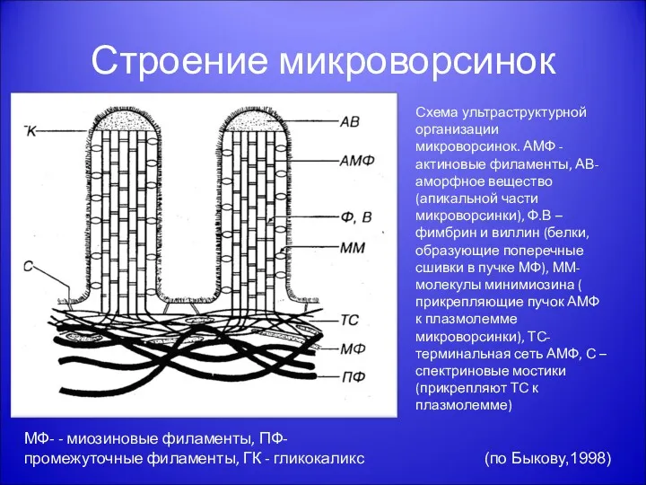 Строение микроворсинок Схема ультраструктурной организации микроворсинок. АМФ - актиновые филаменты,