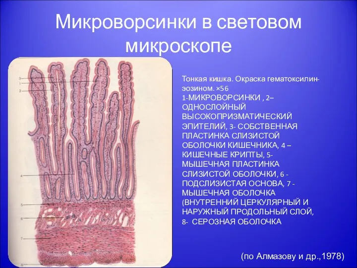 Микроворсинки в световом микроскопе Тонкая кишка. Окраска гематоксилин- эозином. ×56