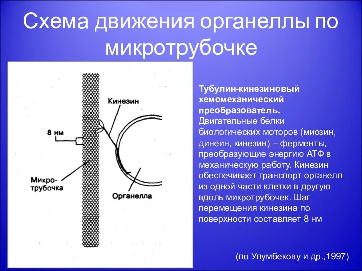 Схема движения органеллы по микротрубочке Тубулин-кинезиновый хемомеханический преобразователь. Двигательные белки