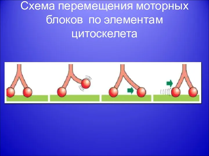 Схема перемещения моторных блоков по элементам цитоскелета