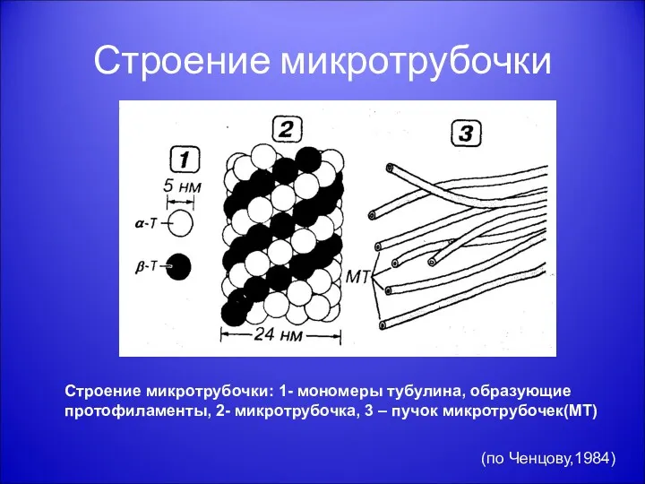 Строение микротрубочки Строение микротрубочки: 1- мономеры тубулина, образующие протофиламенты, 2-