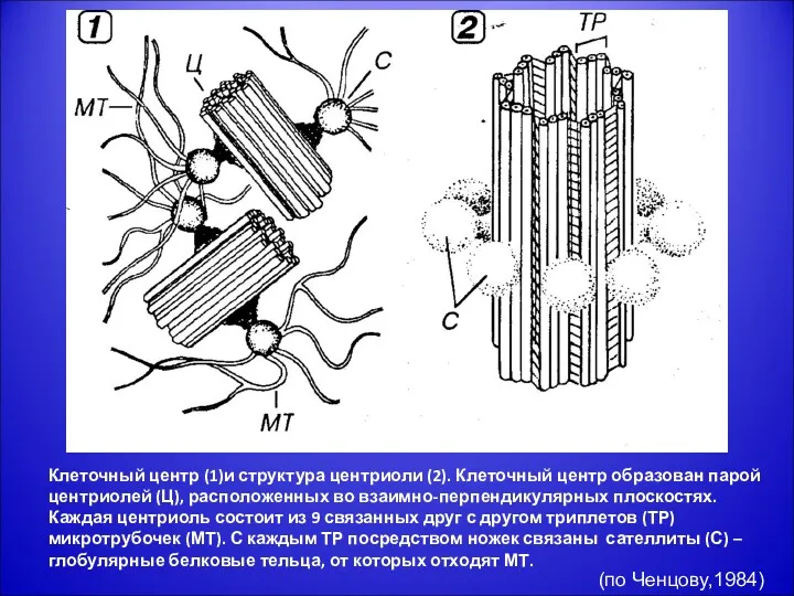 Клеточный центр (1)и структура центриоли (2). Клеточный центр образован парой центриолей (Ц), расположенных