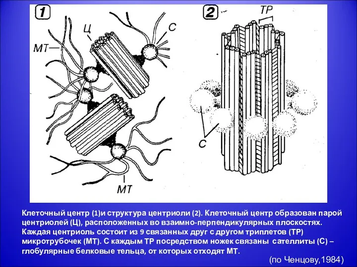 Клеточный центр (1)и структура центриоли (2). Клеточный центр образован парой