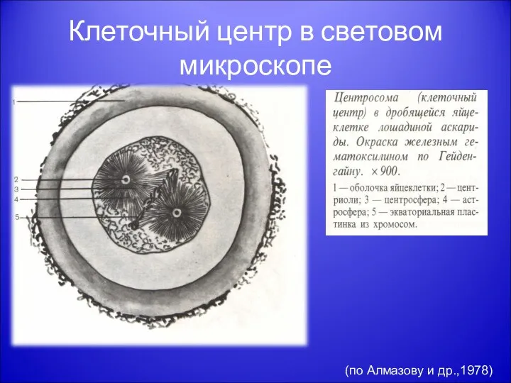 Клеточный центр в световом микроскопе (по Алмазову и др.,1978)