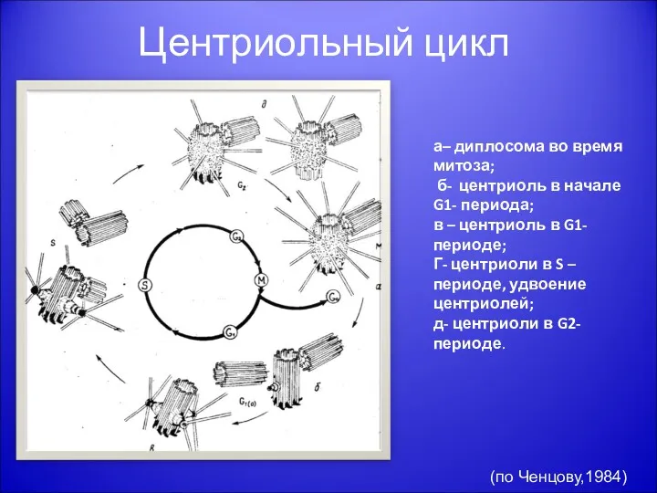 Центриольный цикл а– диплосома во время митоза; б- центриоль в