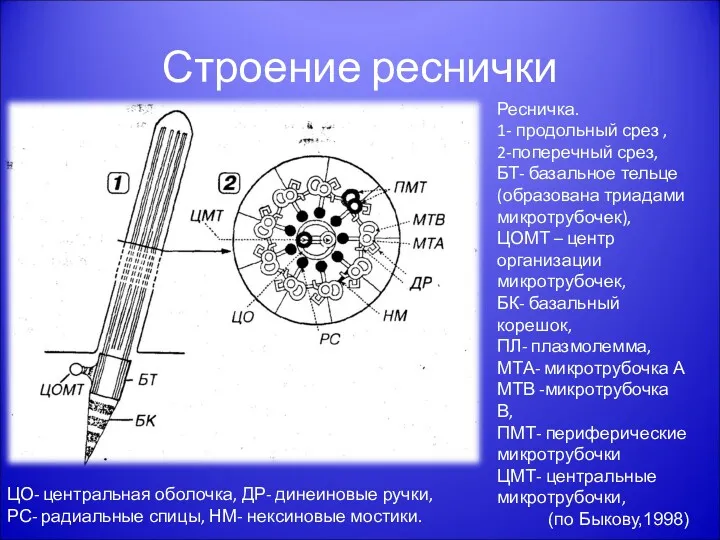 Строение реснички Ресничка. 1- продольный срез , 2-поперечный срез, БТ- базальное тельце (образована